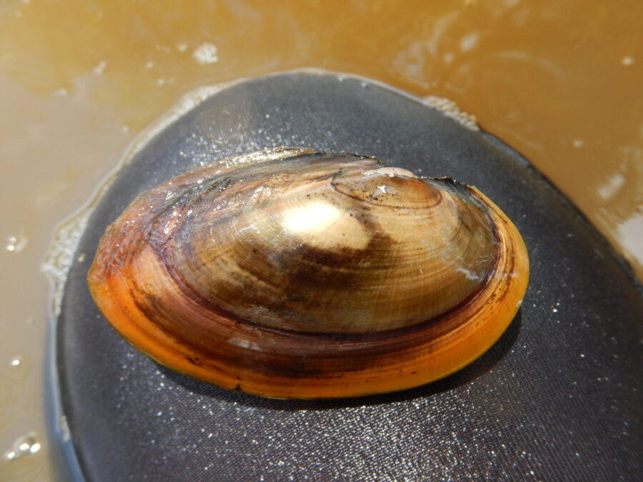 Freshwater mussels in natural habitat relevant to environmental surveys