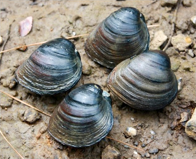 Freshwater mussel observed during field survey
