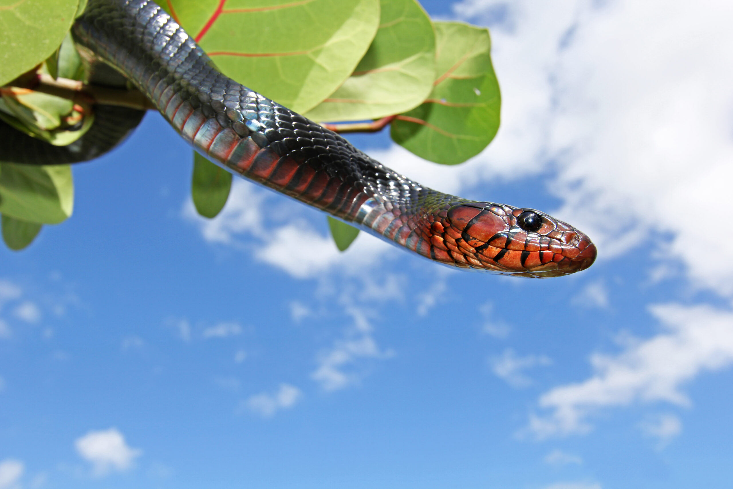 EDGE Can Conduct Eastern Indigo Snake Surveys