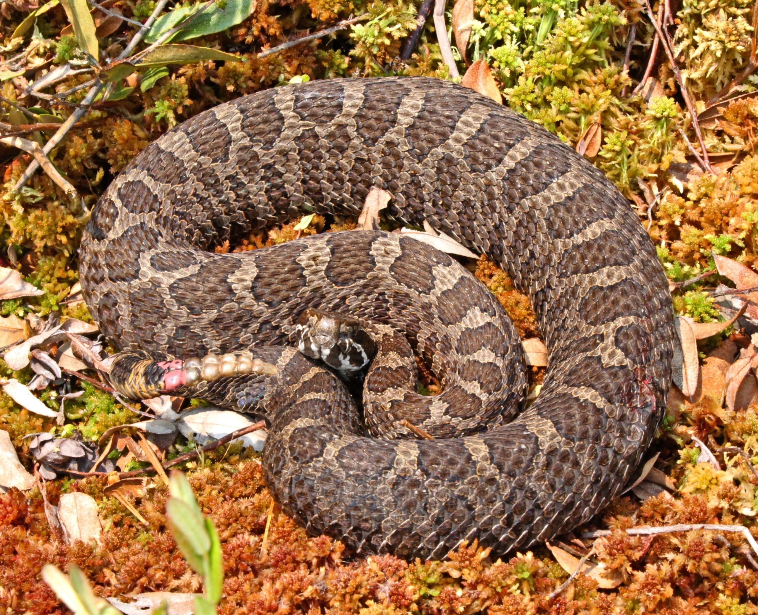 EDGE Can Conduct Eastern Massasauga Surveys