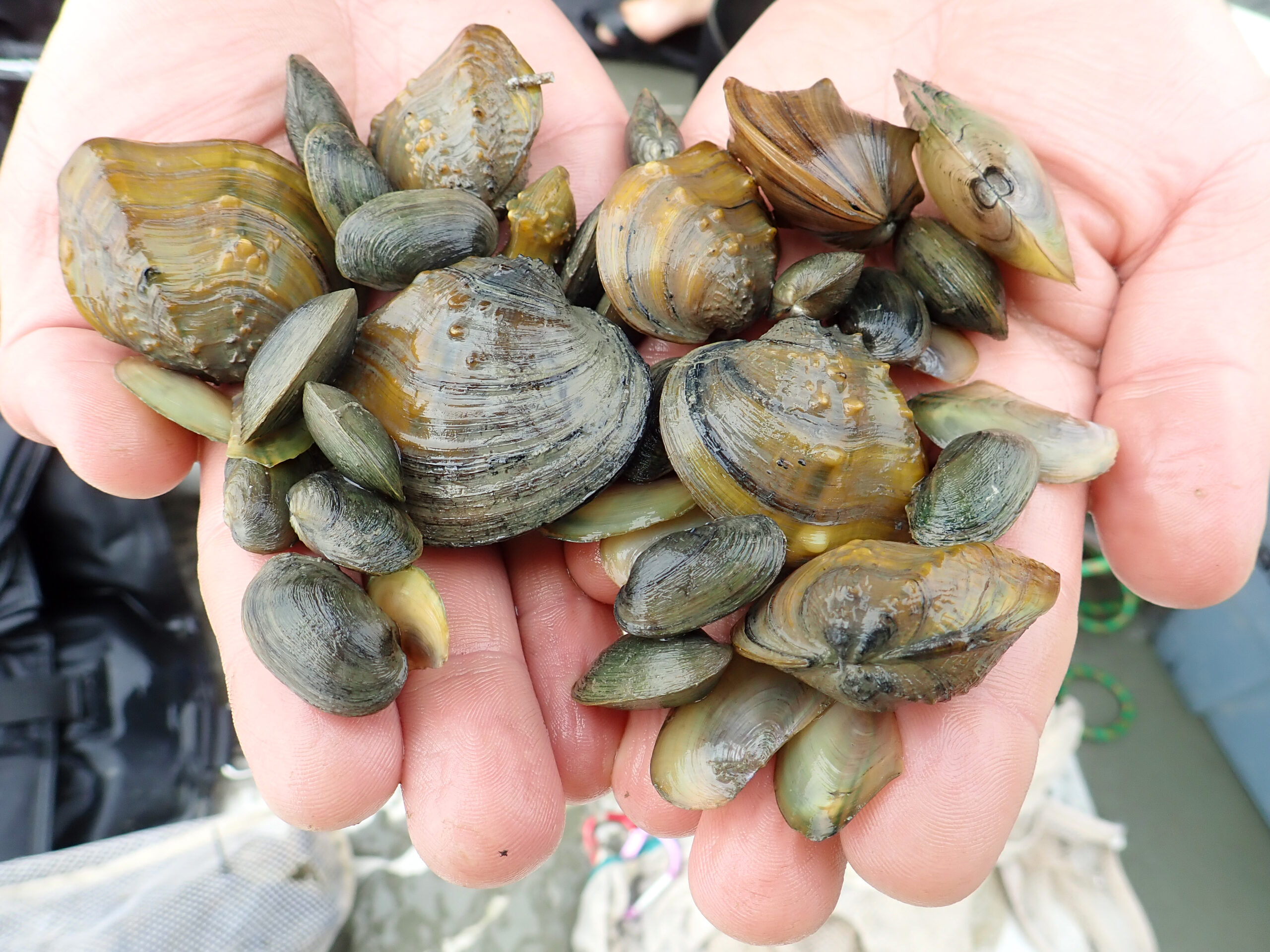 Freshwater Mussel Surveys for Project Compliance
