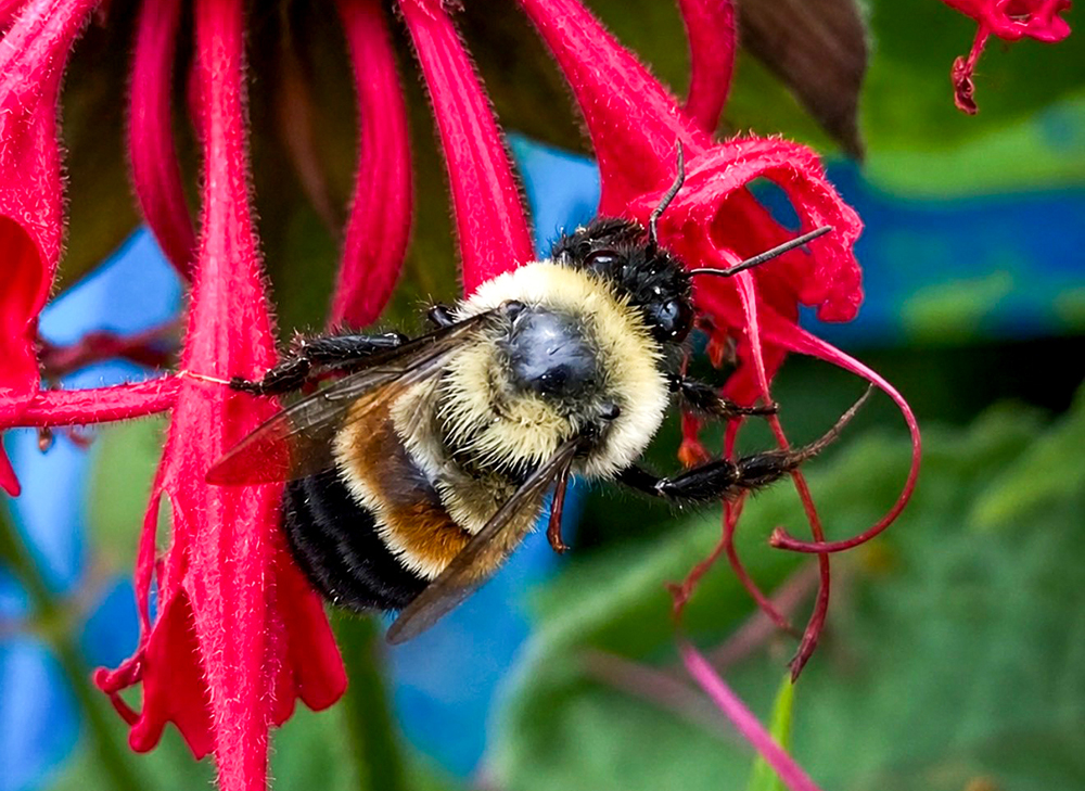 Rusty Patched Bumble Bee Critical Habitat Final Rule Takes Effect July 1, 2026
