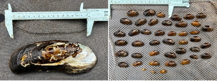 Salamander Mussel and Spectaclecase collected during Buffalo River survey in Tennessee